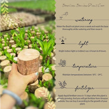 Load image into Gallery viewer, Brazilian Lucky Wood Mini Home Plant Decorations
